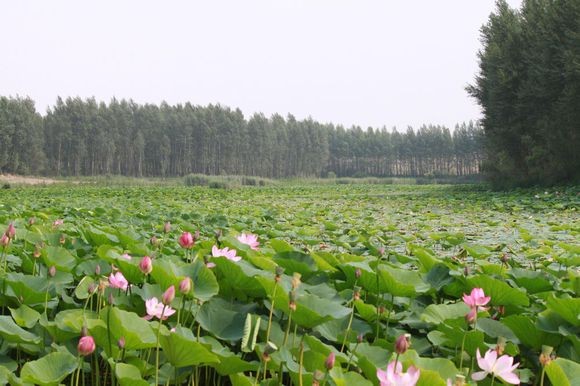库伦三家子荷花池