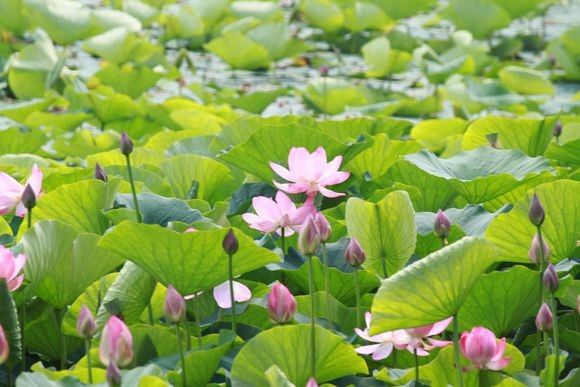 库伦三家子荷花池